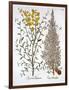 Italian Cypress and Spanish Broom, from 'Hortus Eystettensis', by Basil Besler (1561-1629), Pub. 16-German School-Framed Giclee Print