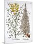 Italian Cypress and Spanish Broom, from 'Hortus Eystettensis', by Basil Besler (1561-1629), Pub. 16-German School-Mounted Giclee Print