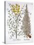 Italian Cypress and Spanish Broom, from 'Hortus Eystettensis', by Basil Besler (1561-1629), Pub. 16-German School-Stretched Canvas