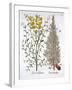 Italian Cypress and Spanish Broom, from 'Hortus Eystettensis', by Basil Besler (1561-1629), Pub. 16-German School-Framed Giclee Print