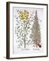 Italian Cypress and Spanish Broom, from 'Hortus Eystettensis', by Basil Besler (1561-1629), Pub. 16-German School-Framed Giclee Print