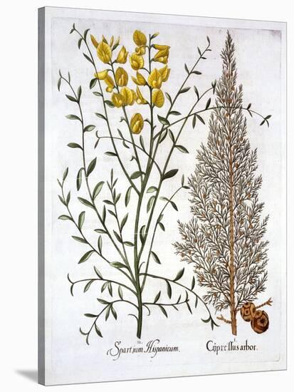 Italian Cypress and Spanish Broom, from 'Hortus Eystettensis', by Basil Besler (1561-1629), Pub. 16-German School-Stretched Canvas