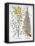 Italian Cypress and Spanish Broom, from 'Hortus Eystettensis', by Basil Besler (1561-1629), Pub. 16-German School-Framed Stretched Canvas