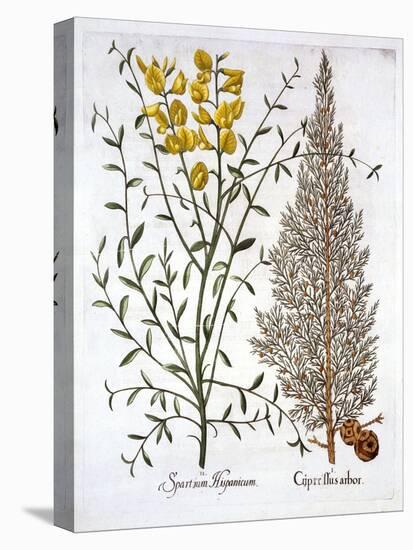 Italian Cypress and Spanish Broom, from 'Hortus Eystettensis', by Basil Besler (1561-1629), Pub. 16-German School-Stretched Canvas