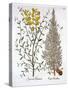 Italian Cypress and Spanish Broom, from 'Hortus Eystettensis', by Basil Besler (1561-1629), Pub. 16-German School-Stretched Canvas