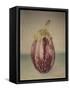 Italian Eggplant-Jennifer Kennard-Framed Stretched Canvas