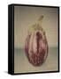 Italian Eggplant-Jennifer Kennard-Framed Stretched Canvas