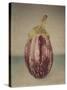 Italian Eggplant-Jennifer Kennard-Stretched Canvas