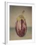 Italian Eggplant-Jennifer Kennard-Framed Photographic Print