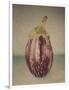 Italian Eggplant-Jennifer Kennard-Framed Photographic Print