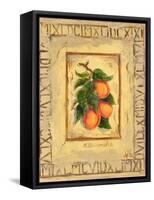 Italian Fruit Apricots-Marilyn Dunlap-Framed Stretched Canvas