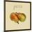 Italian Fruit II-null-Mounted Art Print