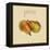 Italian Fruit II-Vision Studio-Framed Stretched Canvas