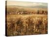 Italian Golden Vineyard-K^ Adams-Stretched Canvas