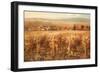 Italian Golden Vineyard-K. Adams-Framed Art Print