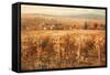 Italian Golden Vineyard-K. Adams-Framed Stretched Canvas