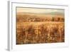 Italian Golden Vineyard-K. Adams-Framed Art Print