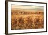 Italian Golden Vineyard-K. Adams-Framed Art Print