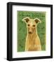 Italian Greyhound (Fawn)-John Golden-Framed Giclee Print