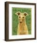 Italian Greyhound (Fawn)-John Golden-Framed Giclee Print