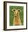 Italian Greyhound (Fawn)-John W^ Golden-Framed Art Print