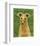 Italian Greyhound (Fawn)-John W^ Golden-Framed Art Print