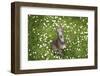 Italian Greyhound, Flower Field, Sitting, Looking at Camera-S. Uhl-Framed Photographic Print
