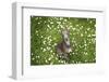 Italian Greyhound, Flower Field, Sitting, Looking at Camera-S. Uhl-Framed Photographic Print