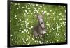 Italian Greyhound, Flower Field, Sitting, Looking at Camera-S. Uhl-Framed Photographic Print