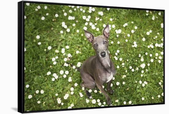 Italian Greyhound, Flower Field, Sitting, Looking at Camera-S. Uhl-Framed Stretched Canvas