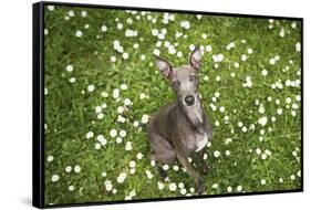 Italian Greyhound, Flower Field, Sitting, Looking at Camera-S. Uhl-Framed Stretched Canvas