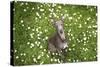 Italian Greyhound, Flower Field, Sitting, Looking at Camera-S. Uhl-Stretched Canvas