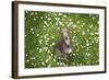 Italian Greyhound, Flower Field, Sitting, Looking at Camera-S. Uhl-Framed Photographic Print