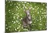 Italian Greyhound, Flower Field, Sitting, Looking at Camera-S. Uhl-Mounted Photographic Print