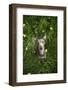 Italian Greyhound, Flower Field, Sitting, Looking at Camera-S. Uhl-Framed Photographic Print