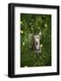 Italian Greyhound, Flower Field, Sitting, Looking at Camera-S. Uhl-Framed Photographic Print