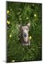 Italian Greyhound, Flower Field, Sitting, Looking at Camera-S. Uhl-Mounted Photographic Print