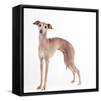 Italian Greyhound-null-Framed Stretched Canvas