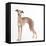 Italian Greyhound-null-Framed Stretched Canvas