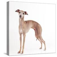 Italian Greyhound-null-Stretched Canvas
