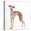 Italian Greyhound-null-Stretched Canvas