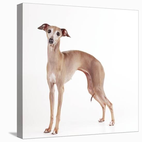 Italian Greyhound-null-Stretched Canvas