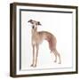 Italian Greyhound-null-Framed Photographic Print