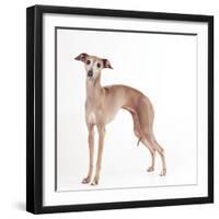 Italian Greyhound-null-Framed Photographic Print