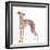 Italian Greyhound-null-Framed Photographic Print