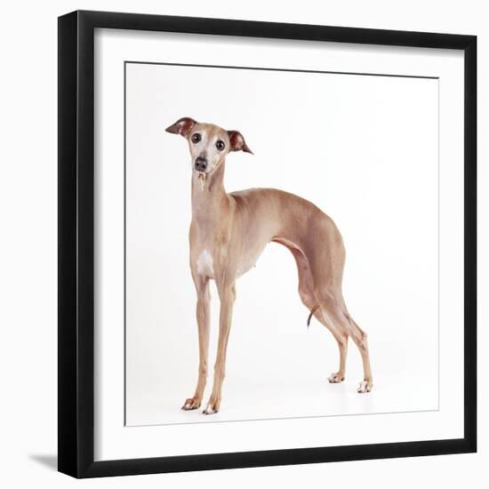 Italian Greyhound-null-Framed Photographic Print