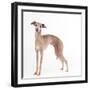 Italian Greyhound-null-Framed Photographic Print