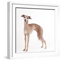 Italian Greyhound-null-Framed Photographic Print