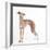 Italian Greyhound-null-Framed Photographic Print