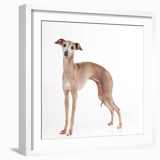 Italian Greyhound-null-Framed Photographic Print